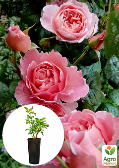 Троянда в контейнері англійська "Strawberry Hill" (саджанець класу АА+)2