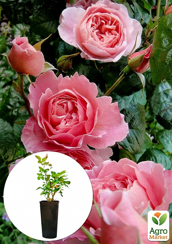 Троянда в контейнері англійська "Strawberry Hill" (саджанець класу АА+)