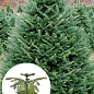Пихта Нордмана 3-х летняя (Abies nordmanniana) высота 20-40 см