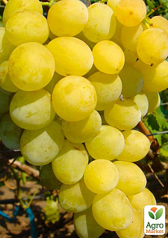 Виноград "Ванюша" (ранне-средний срок созревания, грозди очень крупные до 1,5 кг)13