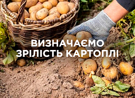Як дізнатися, що картопля дозріла — поради садівникам | Agro-market