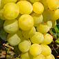 Виноград "Ванюша" (ранне-средний срок созревания, грозди очень крупные до 1,5 кг)
