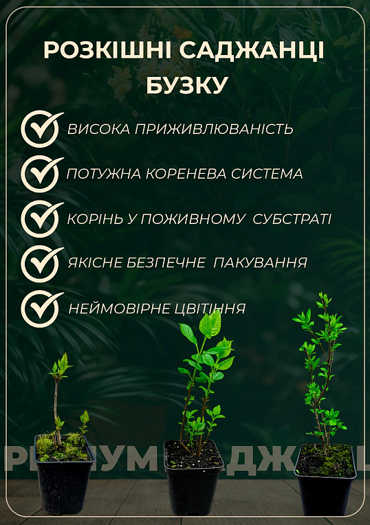 Бузок Гіацинтовий "Анабель" (один з найбільш ранніх і запашних сортів)  - фото 4