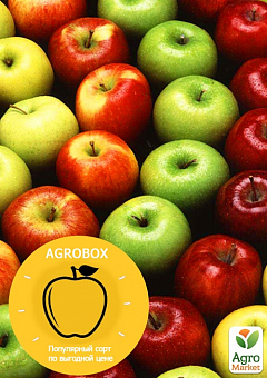 Ексклюзив! AGROBOX з саджанцем соковитою яблуні2