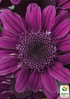 Хризантема кущова зрізочна "Stressa Purple"2