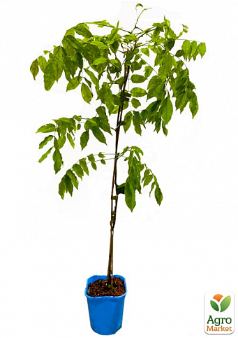 Глициния 3-х летняя японская "Розеа" (Wisteria japanese Rosea)  высота саженца 50-60см - фото 2