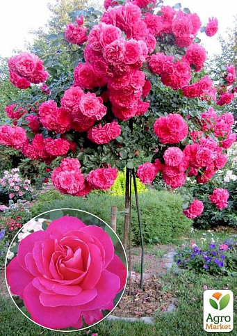 Троянда штамбова "Pink Peace" (саджанець класу АА +) вищий сорт 1шт в упаковці