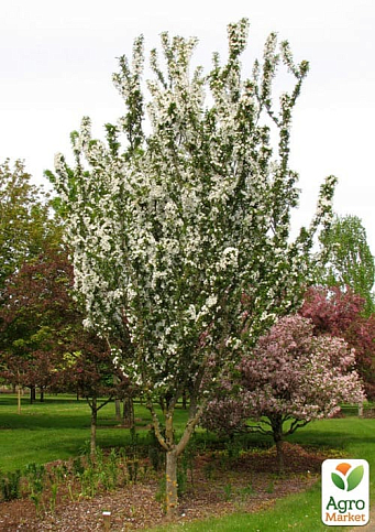 LMTD Яблоня райское "Adirondack" высота 50-70см - фото 5