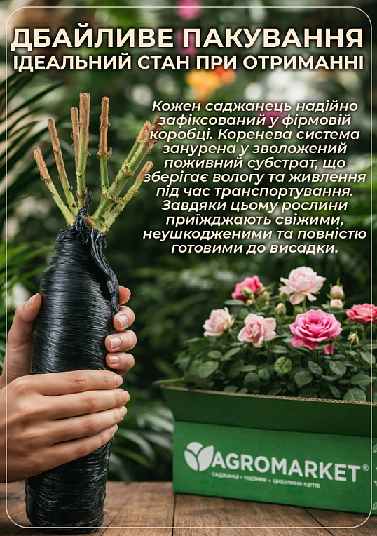 Роза флорибунда "Ред Леонардо" (саженец класса АА+) высший сорт