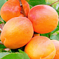 Абрикос "Алеша" (летний сорт, ранний срок созревания)