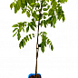 Гліцинія 3-х річна японська "Розеа" (Wisteria japanese Rosea) висота саджанця 50-60см купить