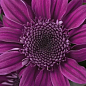 Хризантема кустовая срезочная "Stressa Purple"