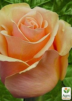 Роза чайно-гібридна "Prima Donna"1