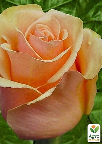 Роза чайно-гібридна "Prima Donna"