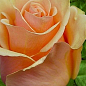 Роза чайно-гибридная "Prima Donna"