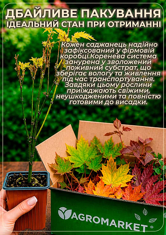 Клен приречный "Гиннала" (Acer tataricum s. ginnala) вазон Р9