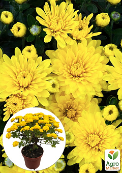 Хризантема Садовая "Fonti Yellow" (горшок ф12 высота 20-30см)1