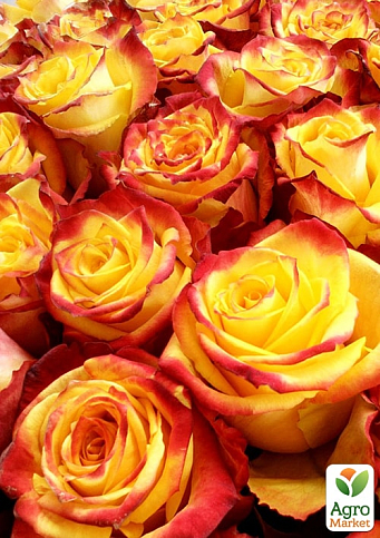 Роза чайно-гибридная "Тутти-фрутти" (саженец класса АА+) высший сорт