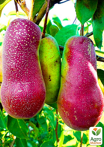 Груша "Вереснево Дево" (осенний сорт, средний срок созревания)