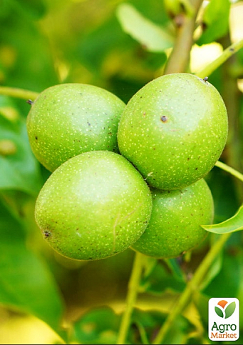 Ексклюзив! Горіх волоський "Фержан" (Ferzhan) (преміальний морозостійкий сорт, пізнього строку дозрівання)