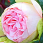 Троянда кущова "Брайдан Піано" (BRIDAL PIANO) (саджанець класу АА +) вищий сорт