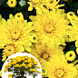 Хризантема Садовая "Fonti Yellow" (горшок ф12 высота 20-30см)