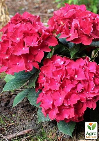 Гортензия крупнолистная рубиново-красная "Alpengluhen"