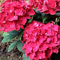 Гортензия крупнолистная рубиново-красная "Alpengluhen"