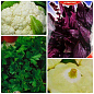 Комплект насіння овочів "салатних урожай" 10уп