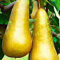 Груша "Конференція" (зимовий сорт, пізній термін дозрівання)