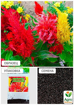 Целозия перистая (Зипер) ТМ "Весна" 1г13