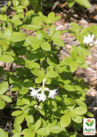 Азалия (рододендрон гибридный) "Whitethroat"  - фото 6