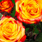 Троянда в контейнері флорибунда "Mein Munchen" (саджанець класу АА+) купить