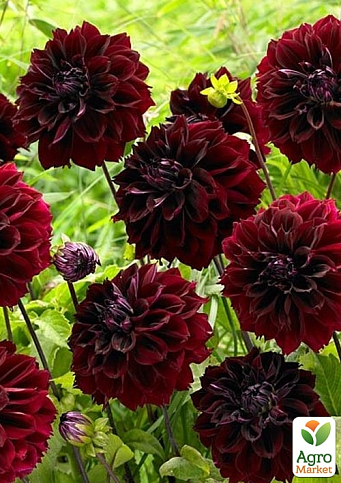 Жоржина "Dark Fubuki" - фото 2