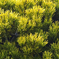 Сосна горная "Carstens Wintergold" (ком/сетка), высота 80-90см купить
