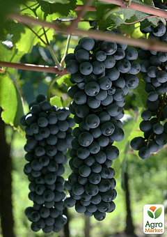 Виноград "Дорнфельдер" (винний сорт з тонким ароматом фруктів) 1 саджанець в упаковці2