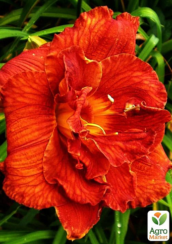 Лілійник "Mary Brown"