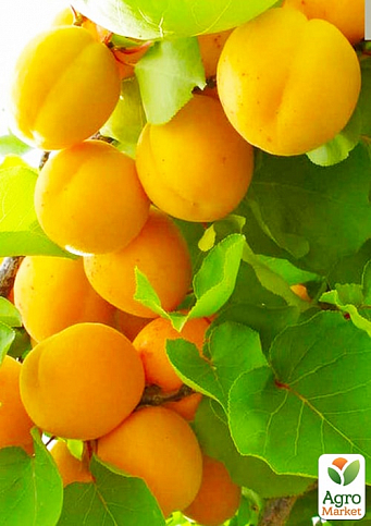 Эксклюзив! Абрикос оранжевый "Кумир" (Idol) (премиальный десертный сорт, ультрараннего срока созревания)