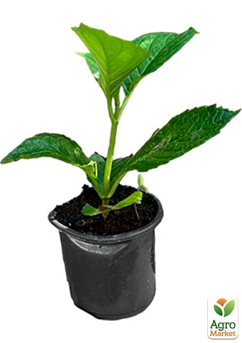 Гортензия крупнолистная "Soeur Therese" вазон Р9 - фото 9