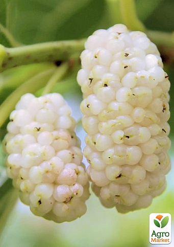 Шелковица крупноплодная "Стамбульская белая" (летний сорт, средний срок созревания)