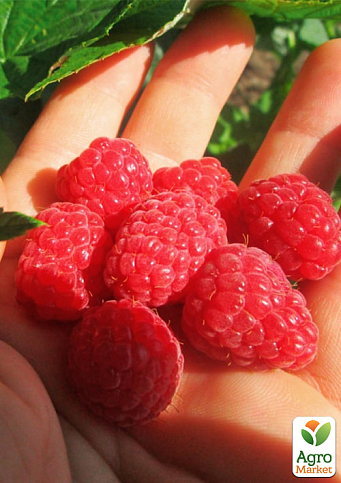 Малина "Версаль" (ранній термін дозрівання, високоврожайний та безшипий сорт)