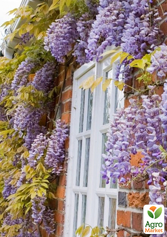 Гліцинія 3-річна китайська "Проліфік" (Wisteria chinensis Prolific) С10, висота саджанця 120-180см - фото 5