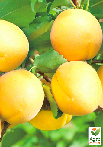 Абрикос "Ананасний" (середній термін дозрівання) - фото 4