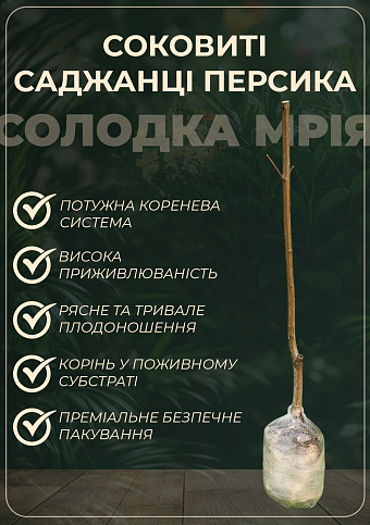 Персик "Харбінгер" (великоплідний сорт, ранній термін дозрівання) - фото 2