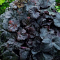 Гейхера (Heuchera) "Obsidian" С1 (высота 15-30см)