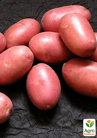 Картопля "Ред Скарлет" насіннєва рання (1 репродукція) 1кг - фото 2