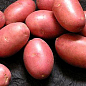 Картопля "Ред Скарлет" насіннєва рання (1 репродукція) 1кг купить