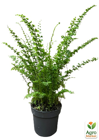 Нефролепис "Green Fantasy" (папороть кімнатна) - фото 7