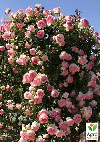 Роза плетистая "Cesar" (саженец класса АА+) высший сорт