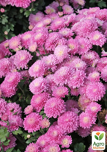 Хризантема мультифлора куляста "Branfountain Pink" - фото 2
